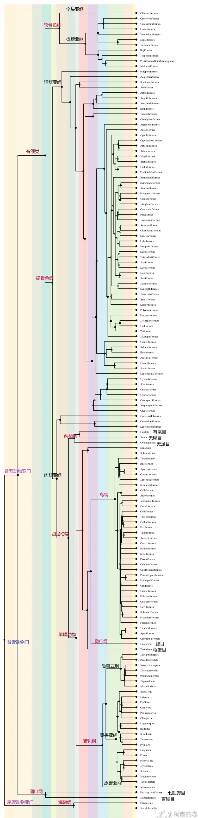 脊椎动物进化树发展图 Timetree Chordata 进化树导出步骤 哔哩哔哩