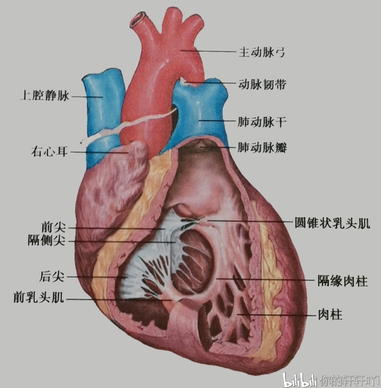 心房内的主要结构 上腔静脉口,下腔静脉口,右房室口,冠状窦口,卵圆窝