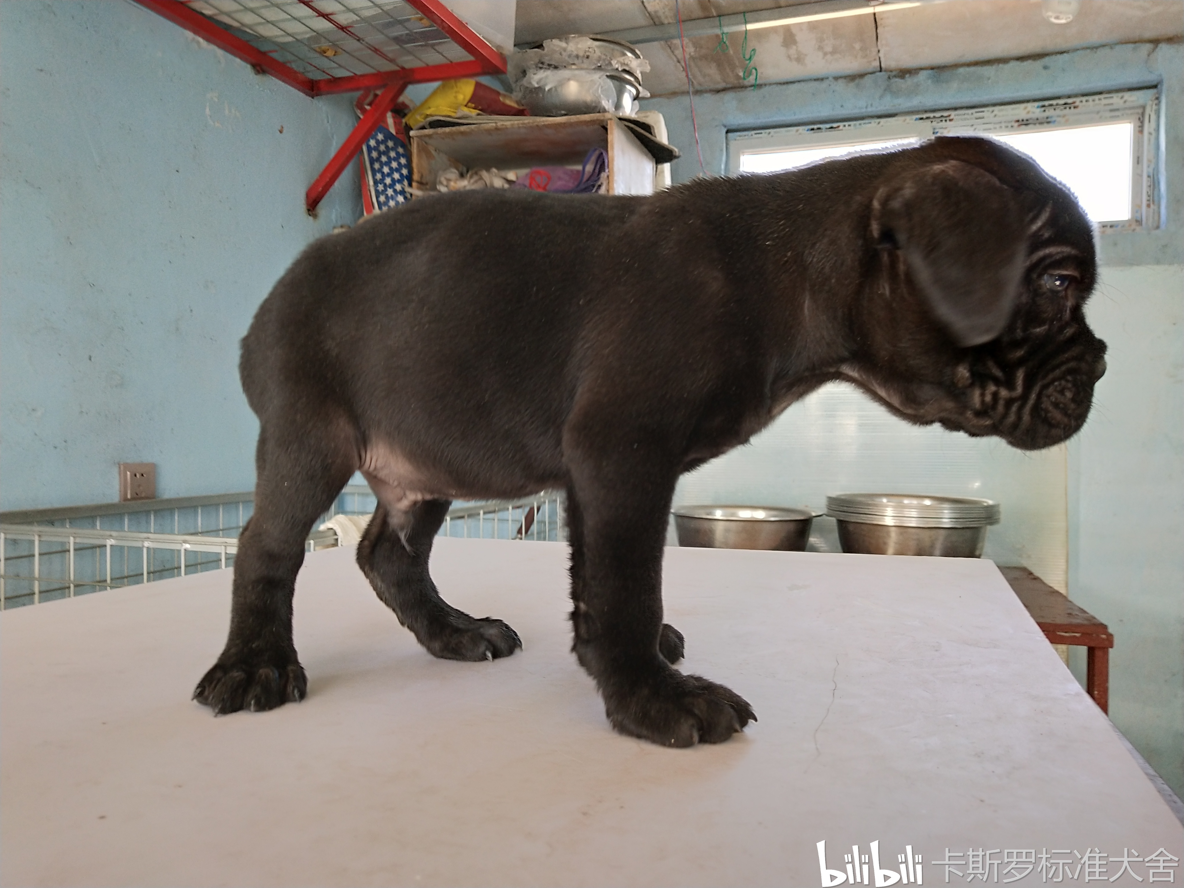 2个月内卡斯罗幼犬的6项训练内容