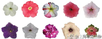 特别推荐 一文解析调控花青素合成的r2r3 Myb基因研究发展 哔哩哔哩