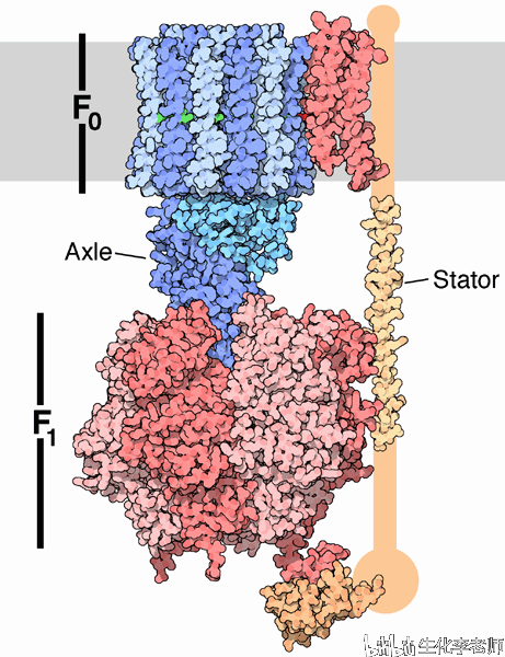 酶和ATP概念图图片