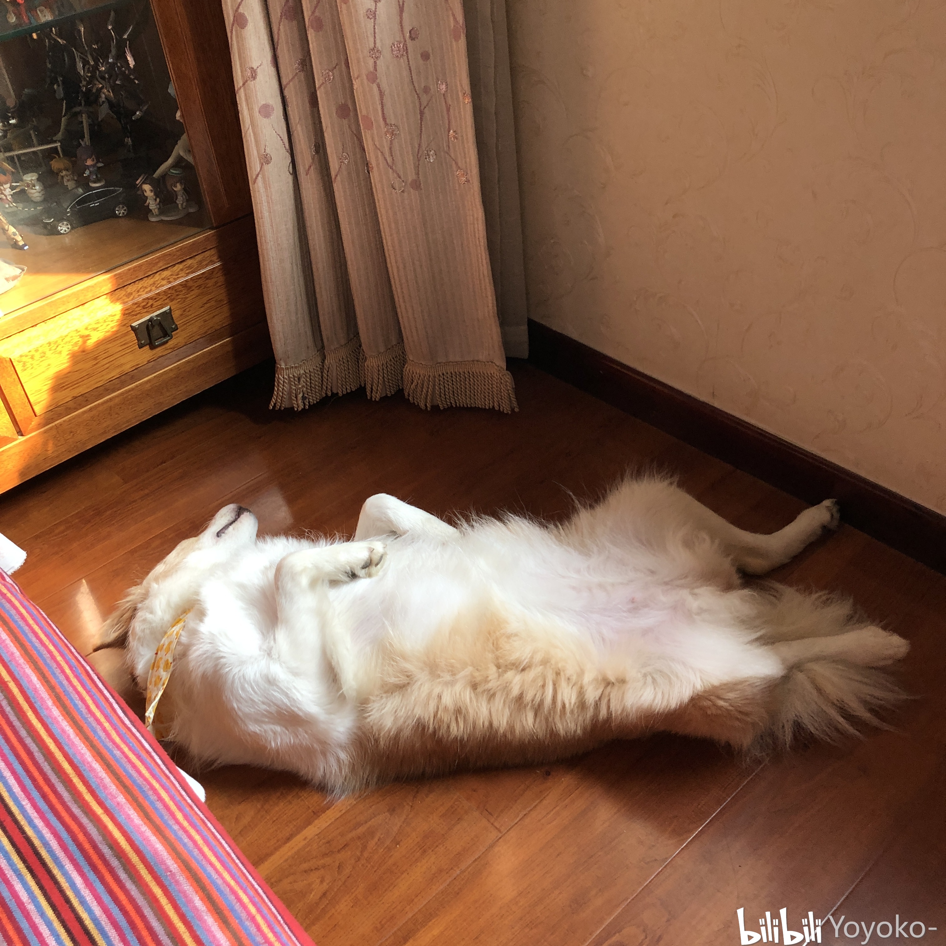 边牧生小宝宝实战经验干货