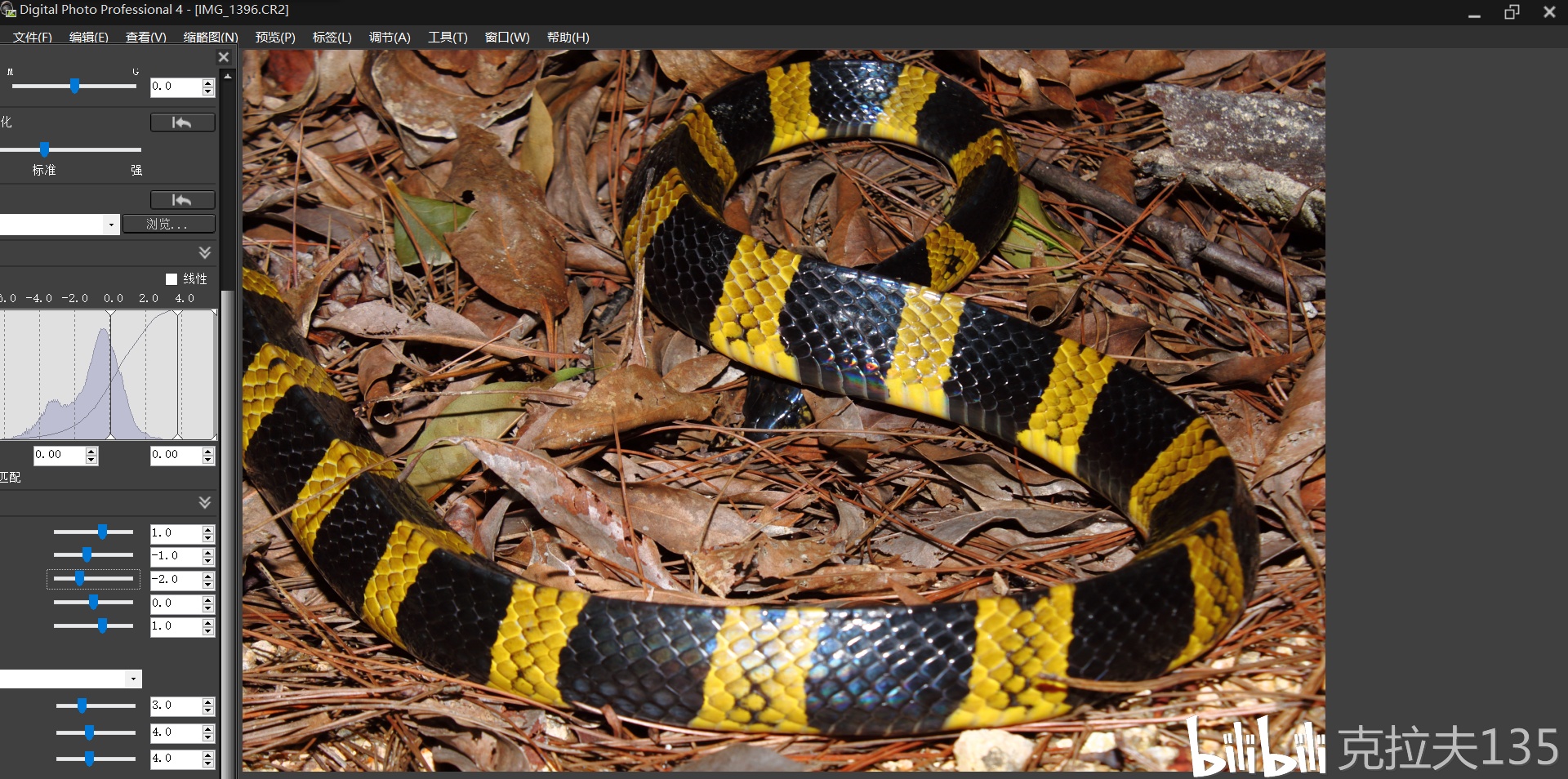 【金环蛇】偶遇黄金甲,意外惊喜!