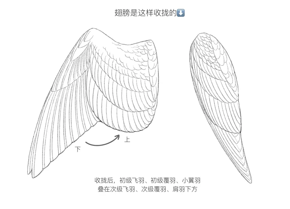 毛概 羽毛的结构与辨识概述 第二版 哔哩哔哩