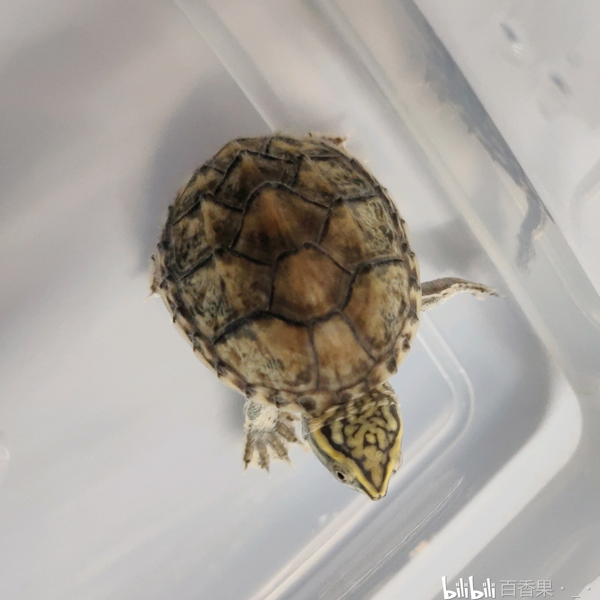 五彩缤纷的变异麝香龟