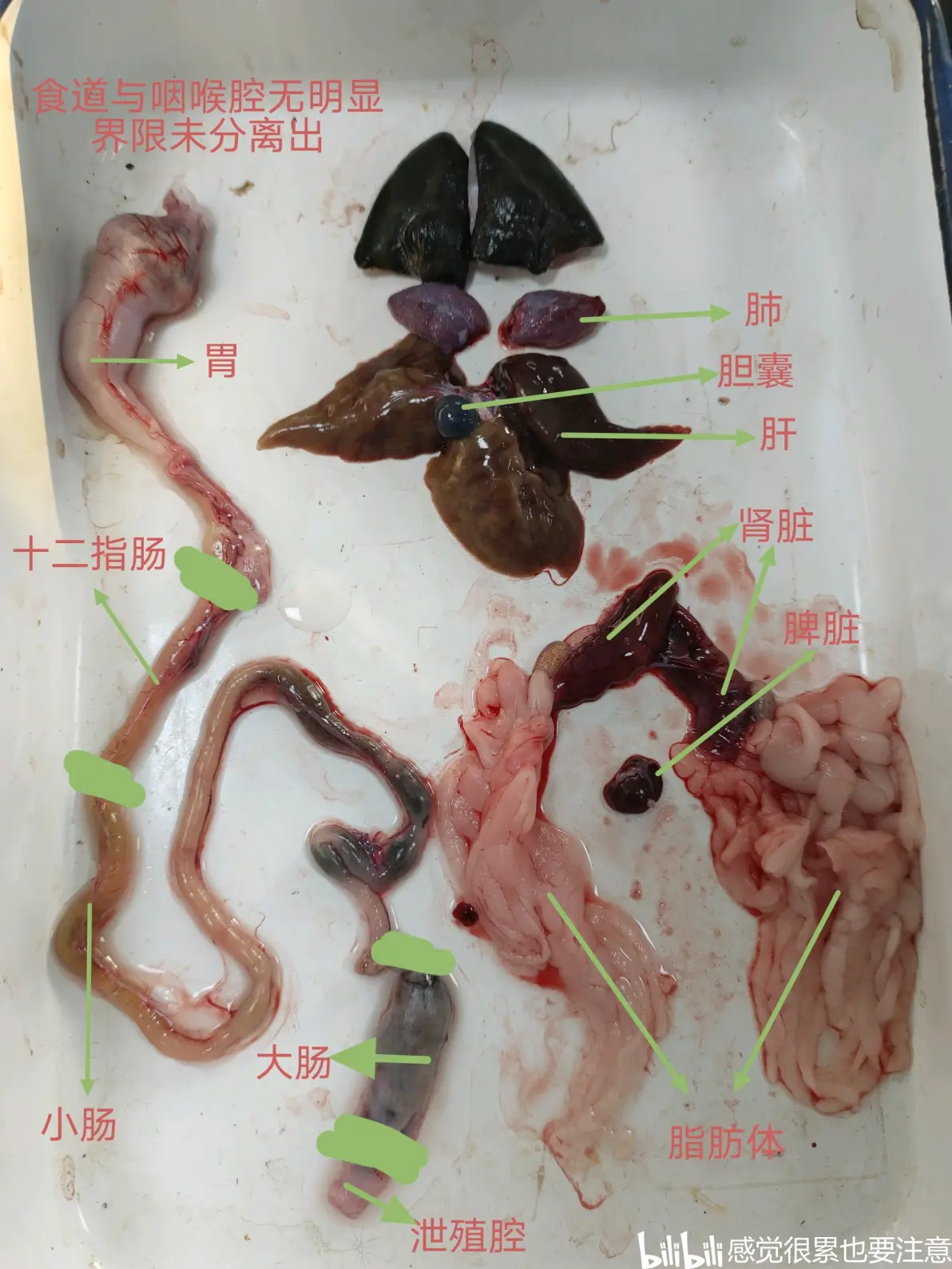 蛙的消化道有口腔(图中未展出),食道,胃,肠与泄殖腔