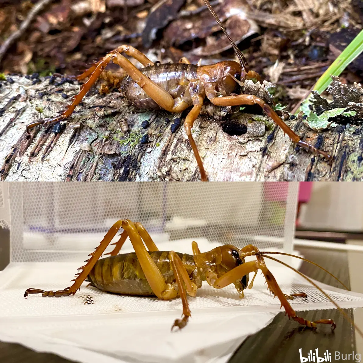 burlg出品新西兰树沙螽hemideina属科普