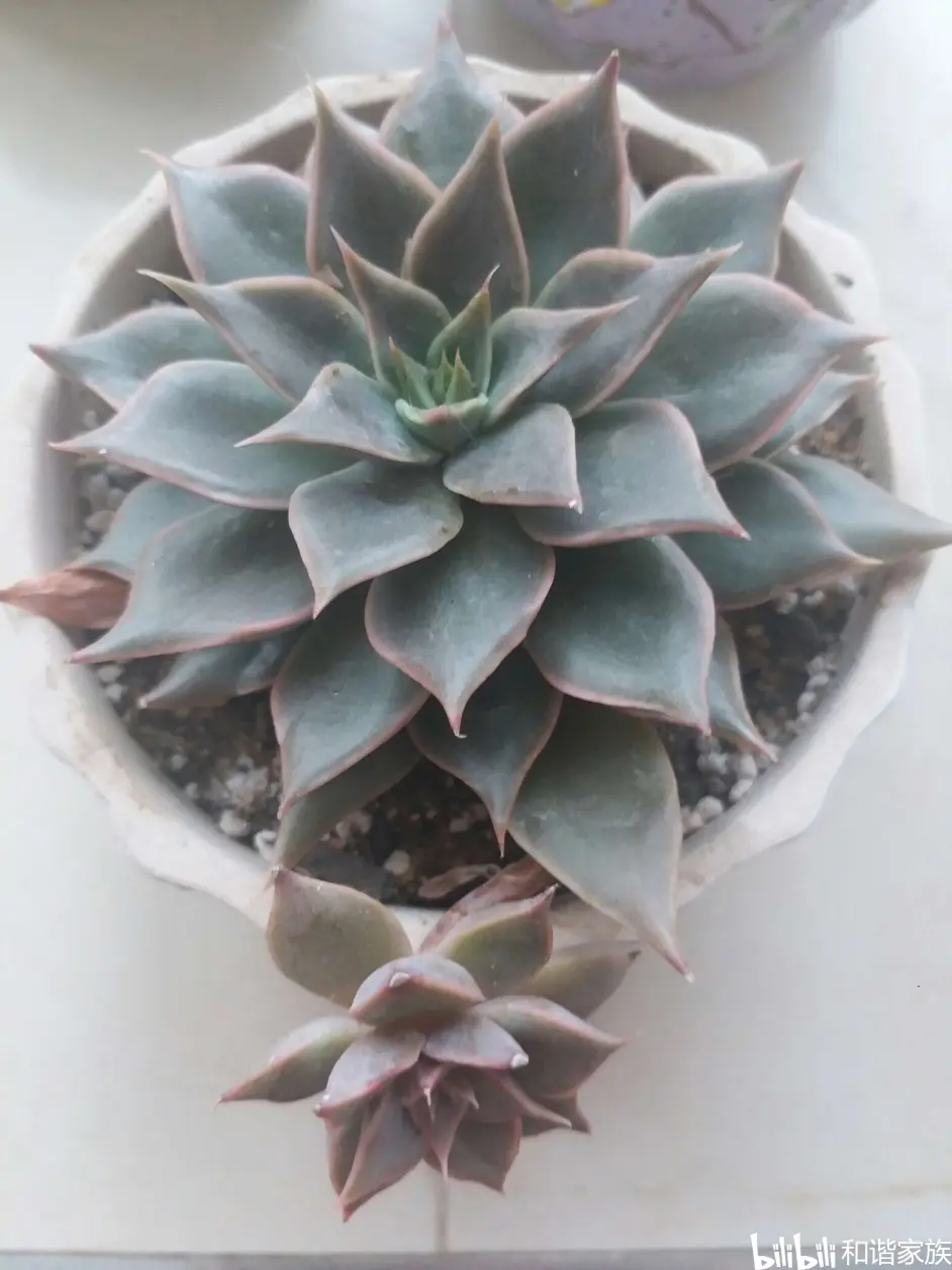 第4种多肉植物记录:黑门萨/摩羯座【拟石莲花属】 - 哔哩哔哩