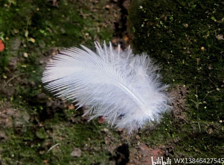 中国羽绒厂的RDS认证事项 哔哩哔哩