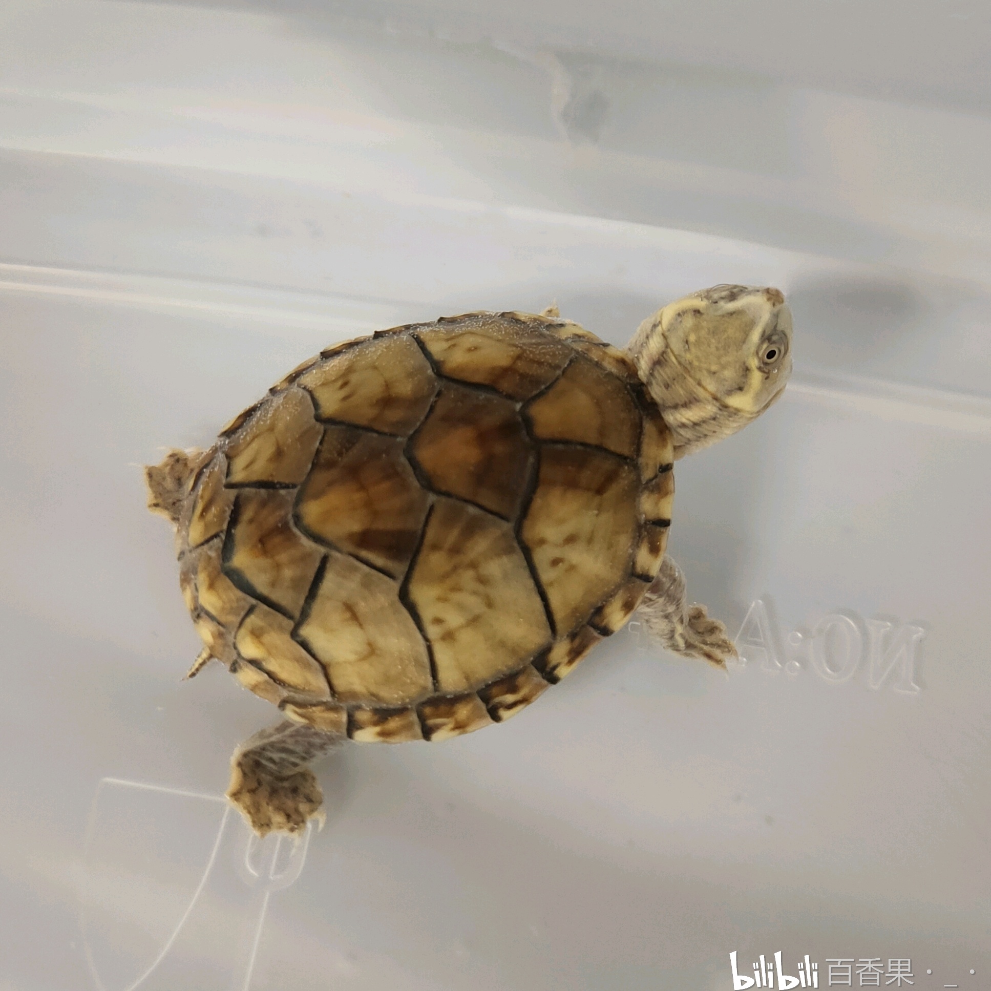 五彩缤纷的变异麝香龟