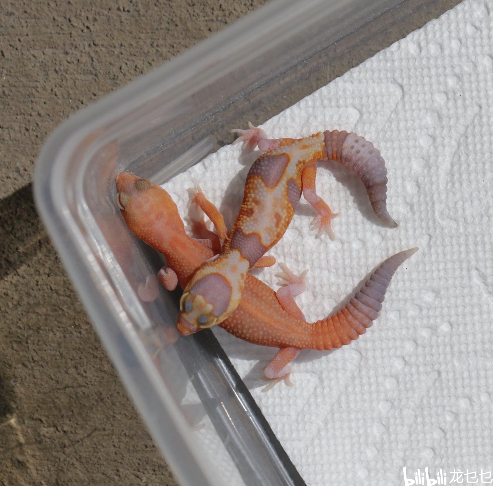 国外肥尾守宫欣赏1