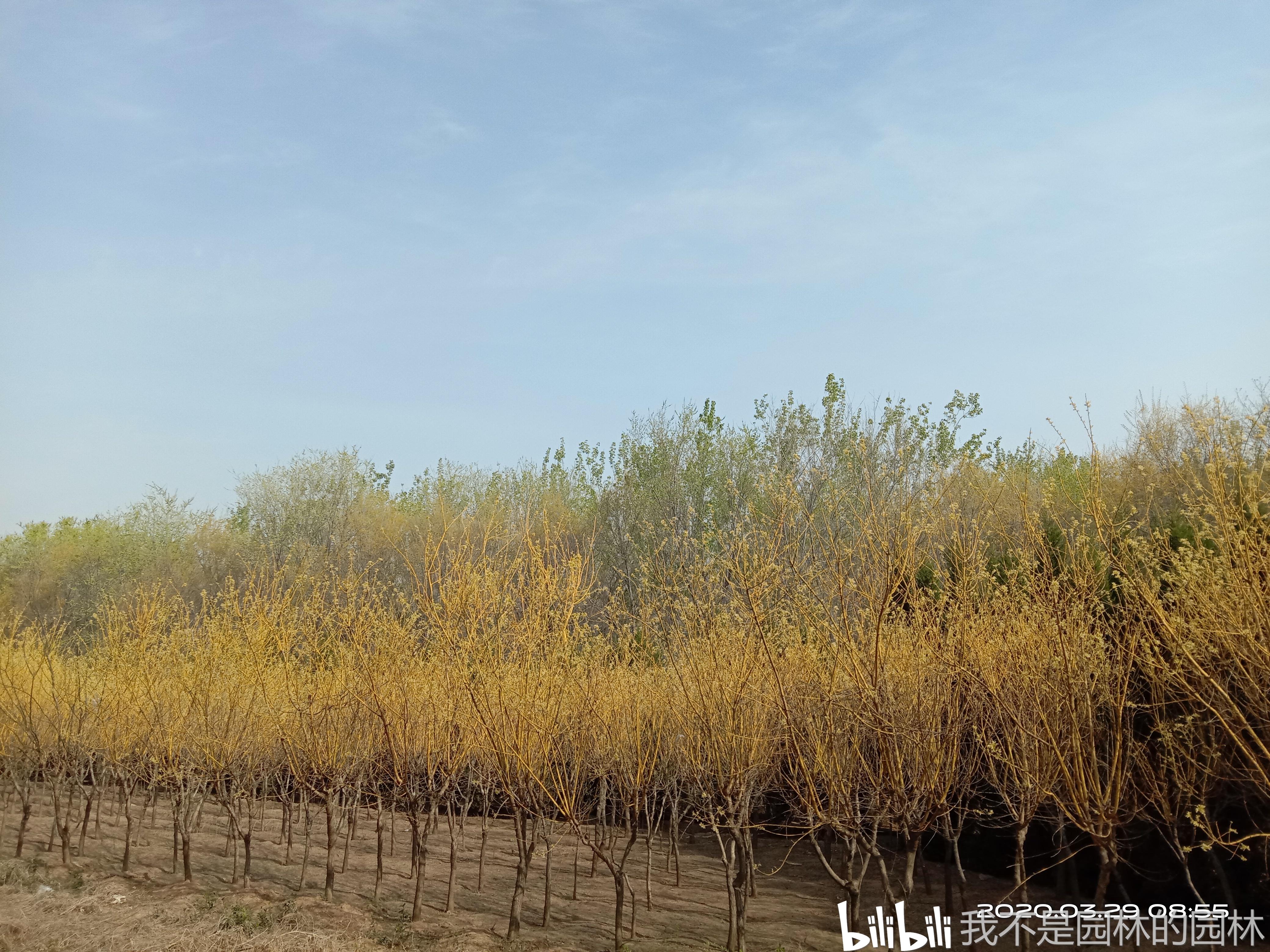 北方春季观赏树种——5.金枝国槐