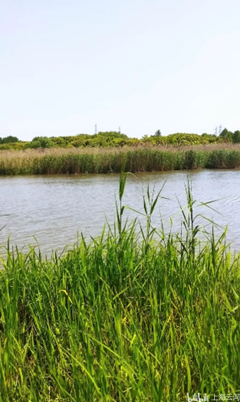 我知道 在金海湿地公园的芦苇荡的一段 有几棵蔷薇花 哔哩哔哩