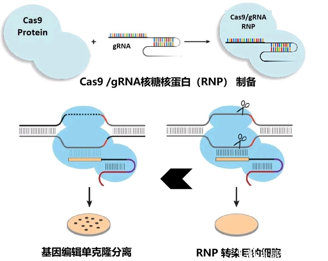 还在用传统方法构建稳定株？你该看看Cas9 RNP体系 - 哔哩哔哩