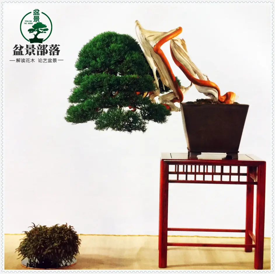 盆景部落 中国盆景的起源历史 哔哩哔哩