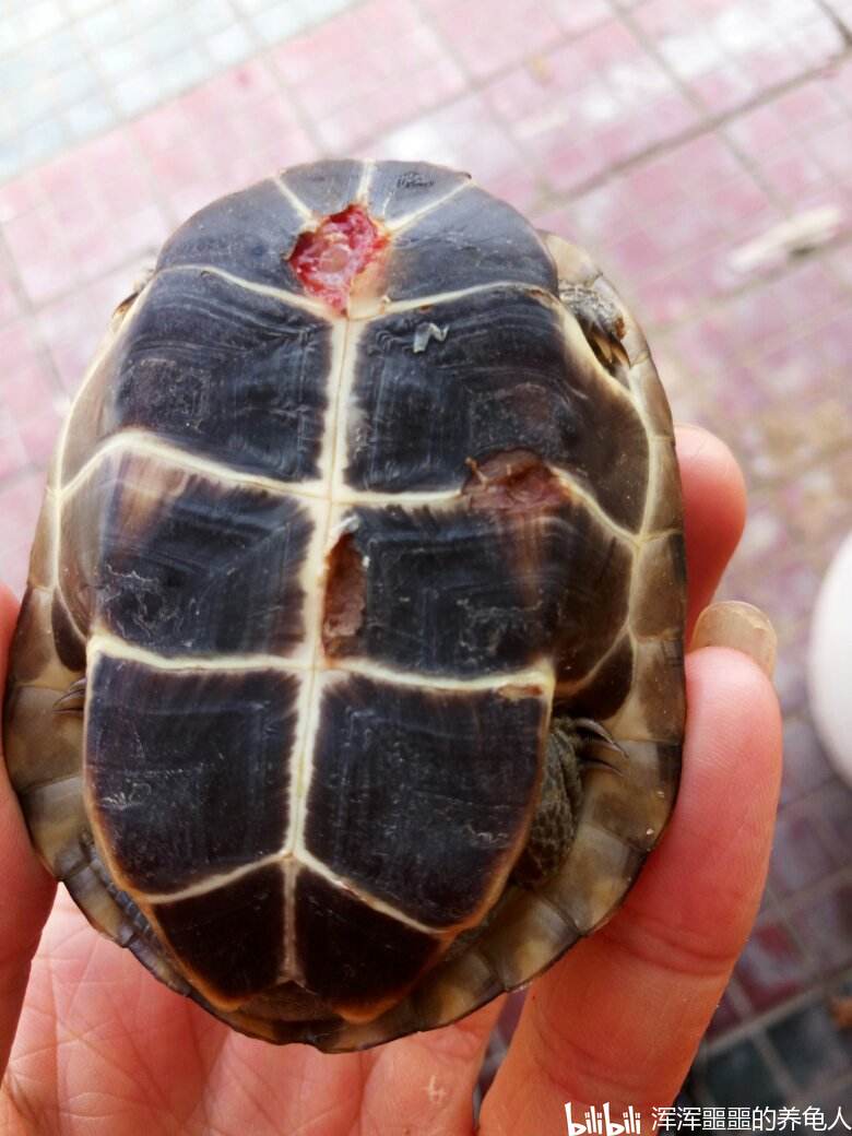 乌龟腐甲烂甲怎么办?如何治疗?