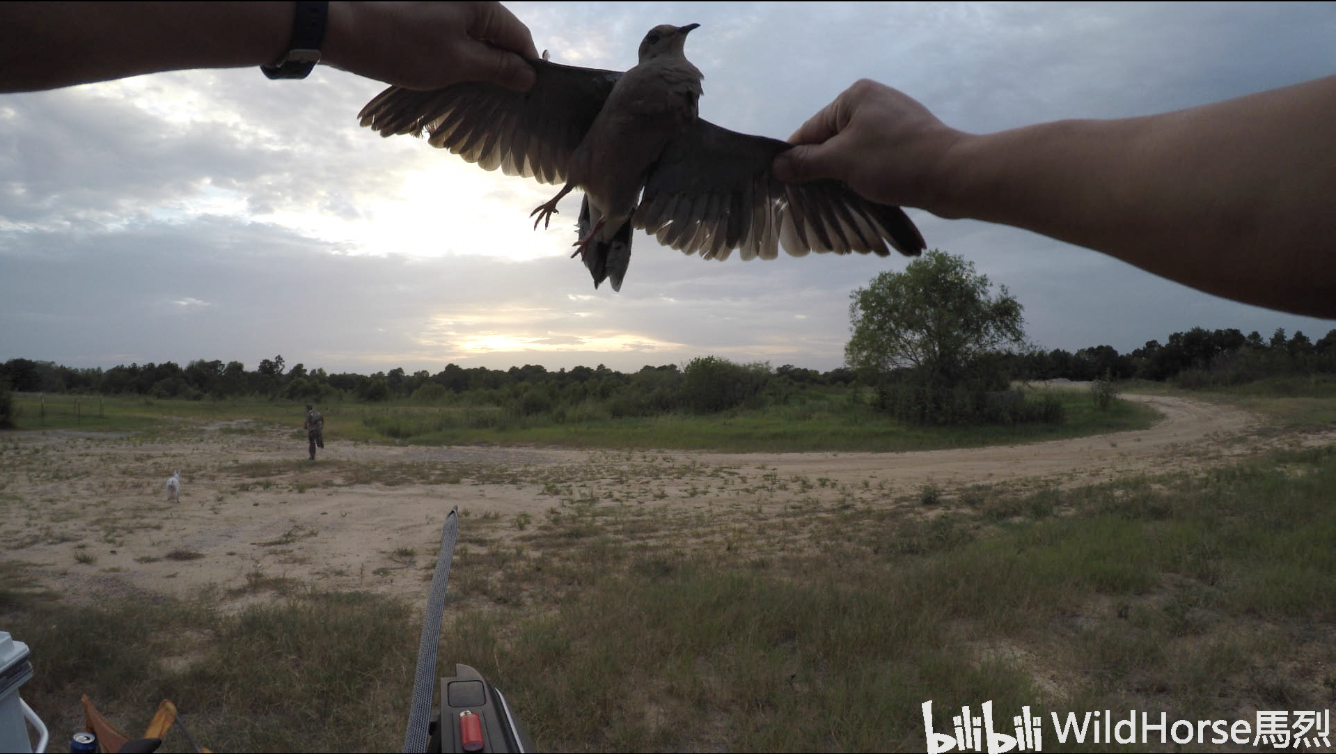 dove hunting德州红脖子的猎斑鸠