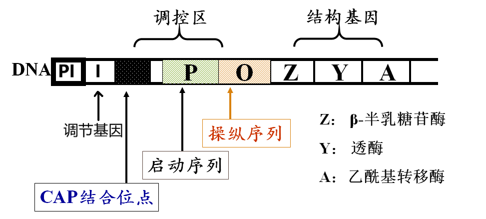 生物化学与分子生物学思维导图