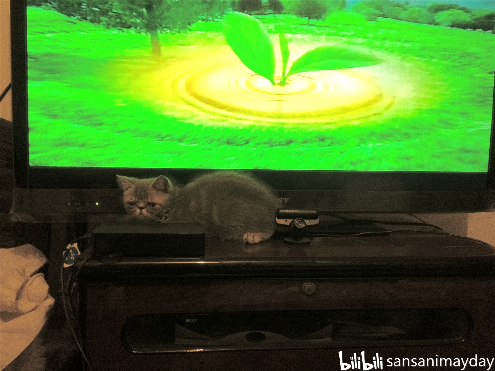 欢欢的故事(1)--初进家门