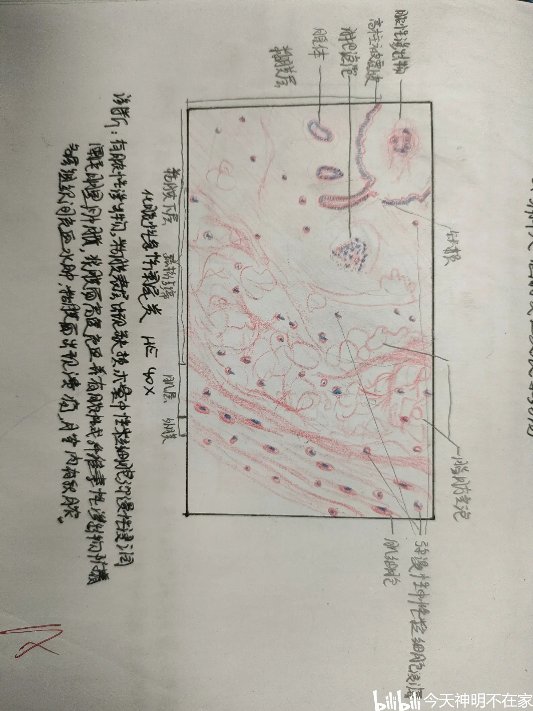 息肉红蓝铅笔手绘图图片