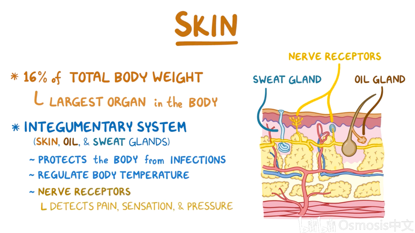 【Osmosis】解剖与生理 之 皮肤 哔哩哔哩