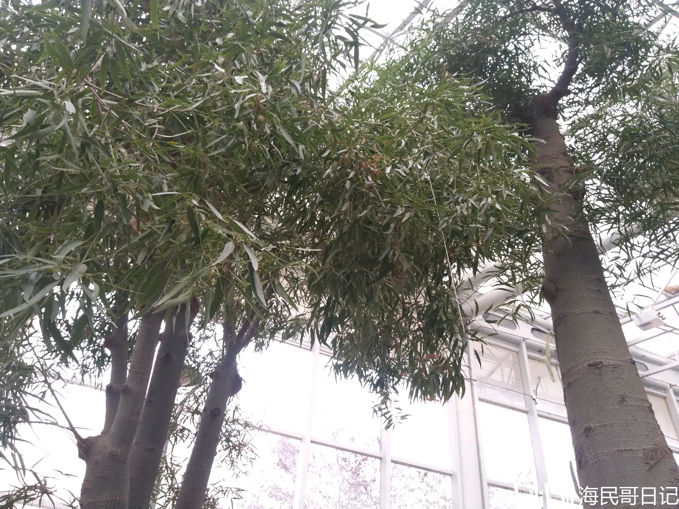 昆士兰瓶干树,神奇的树木,肚子里会储存水分