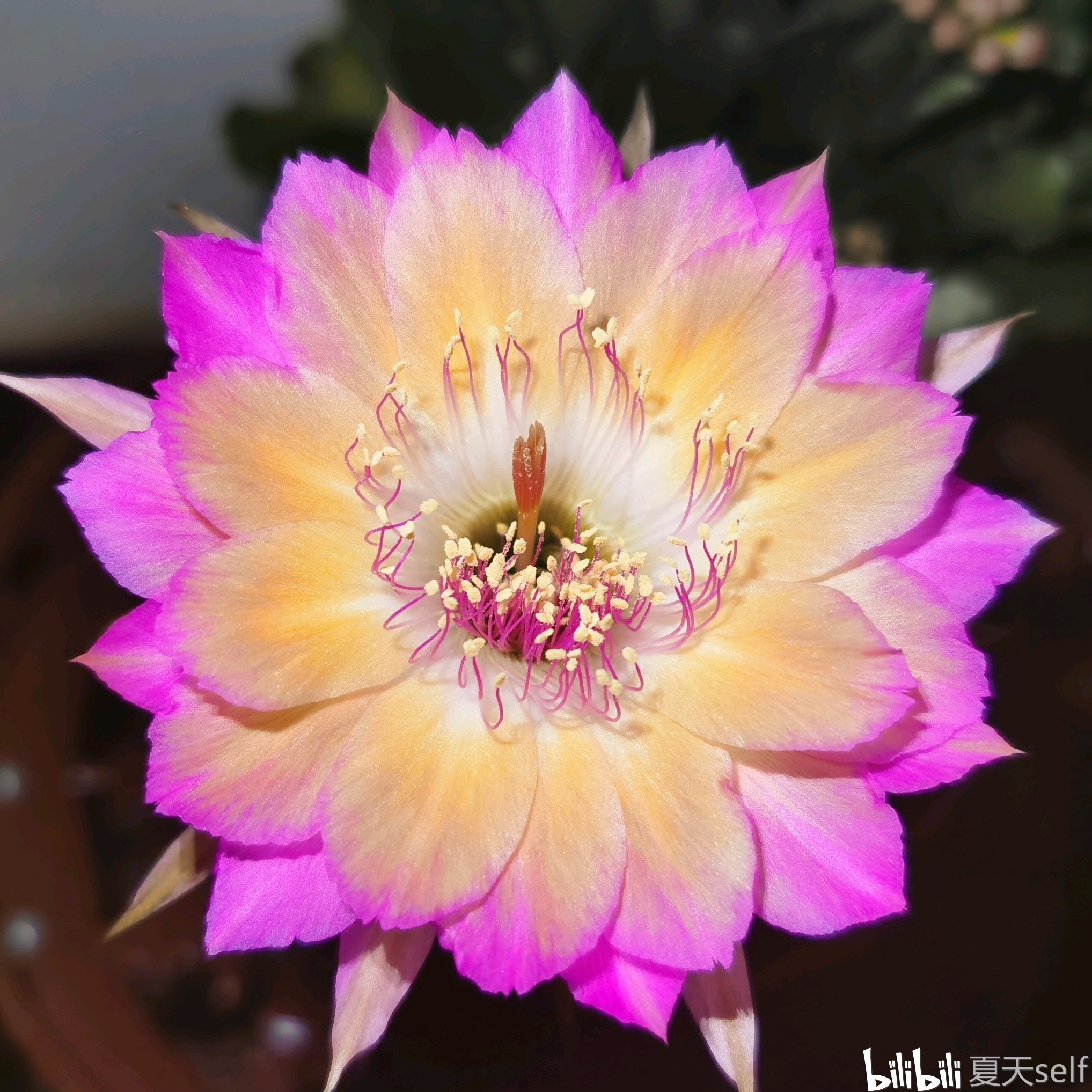 丽花球属极光wh1998.34.02