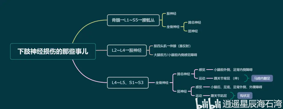 头脑风暴 第713期 外科学周围神经损伤 彩蛋 哔哩哔哩