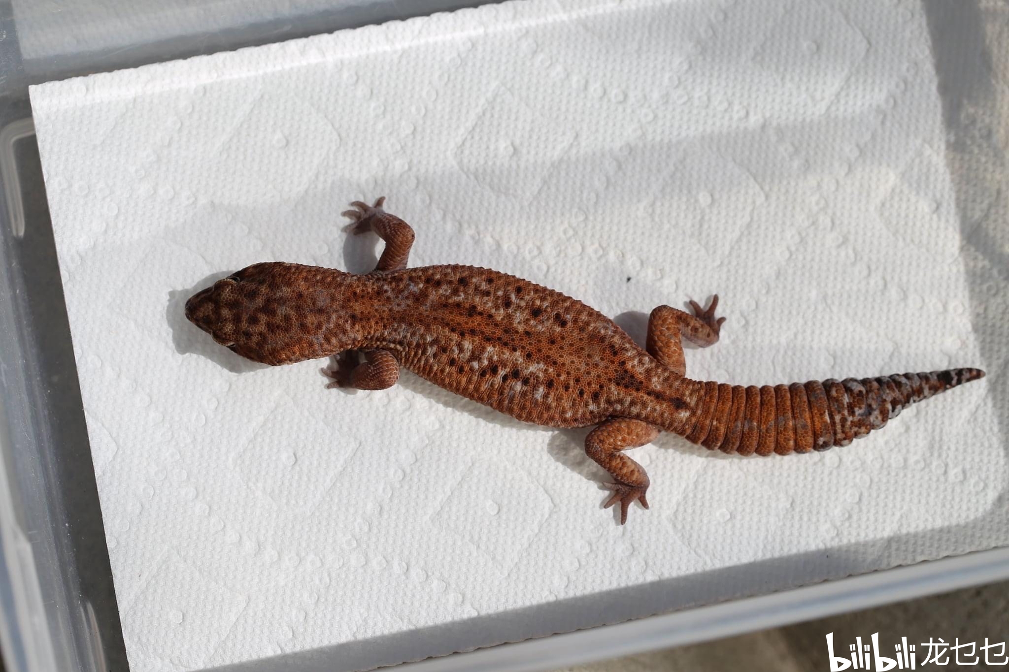 国外肥尾守宫欣赏1