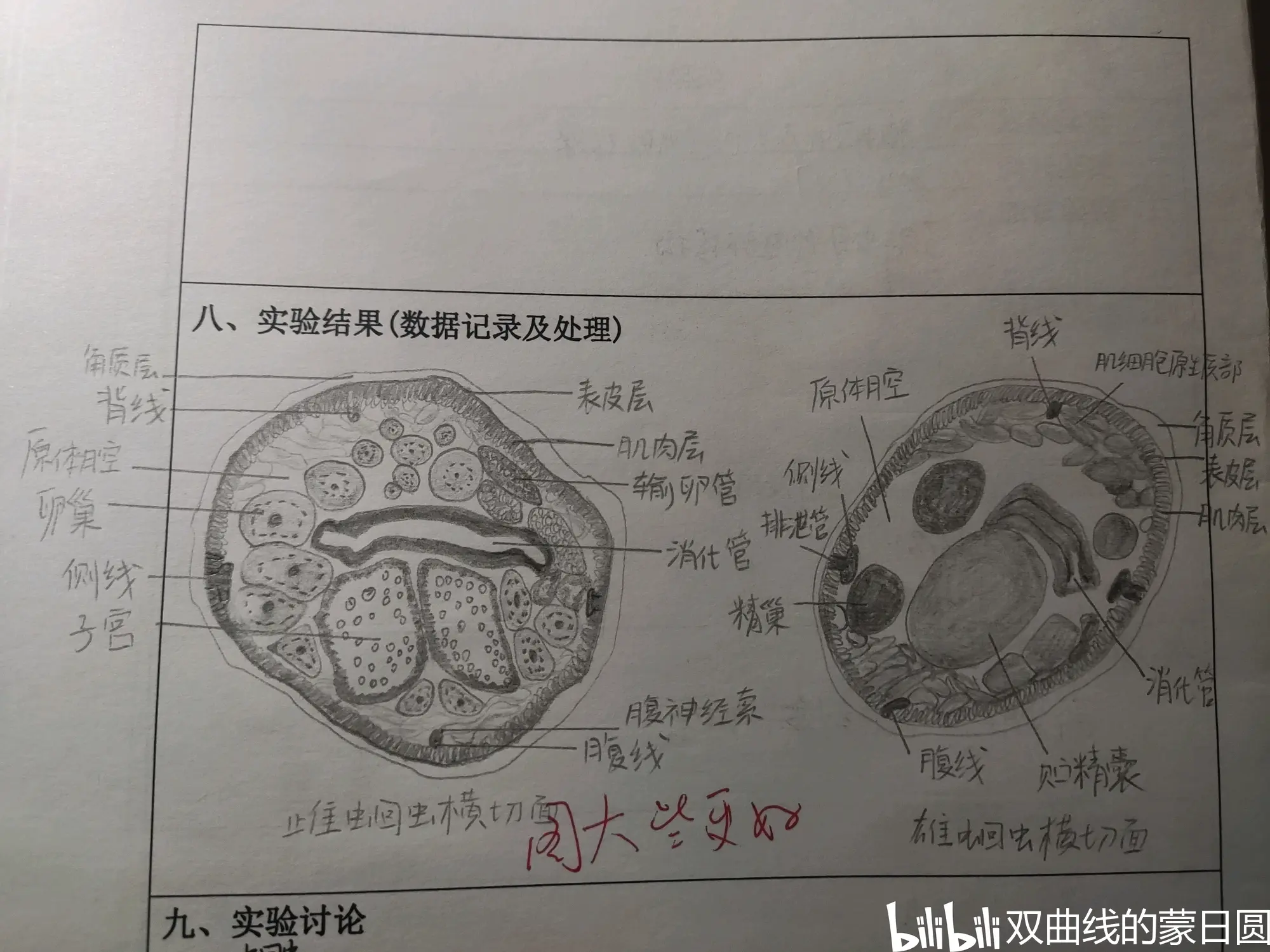 合体实验解剖图图片