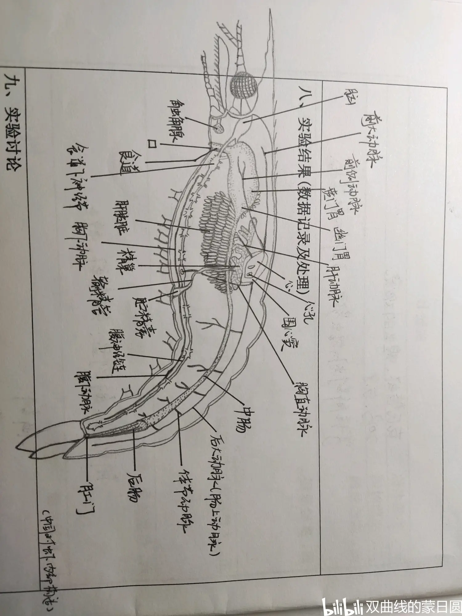 合体实验解剖图图片