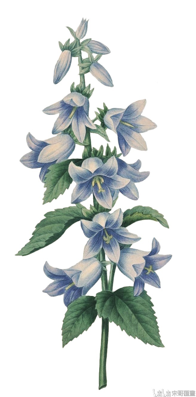 植物手绘素材第2期