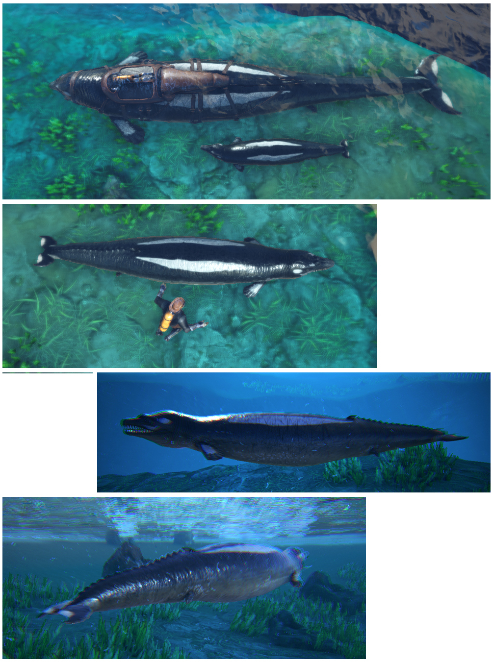 龙王鲸体重图片