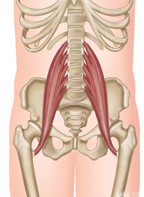腰大肌 哔哩哔哩
