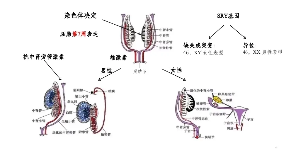 SRY基因图片