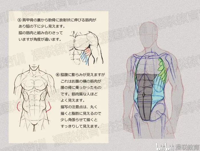 绘画教程 如何正确掌握绘画人体结构 下篇 哔哩哔哩