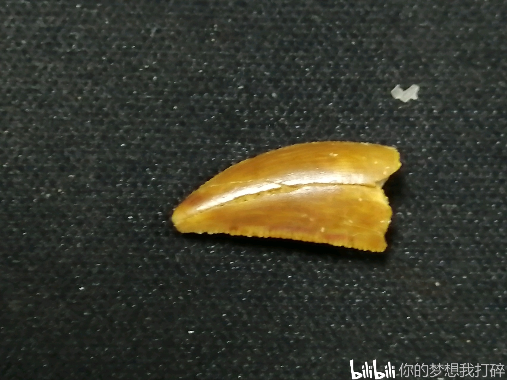 明日恐龍化石開箱預告神秘的阿貝力龍科的牙齒化石