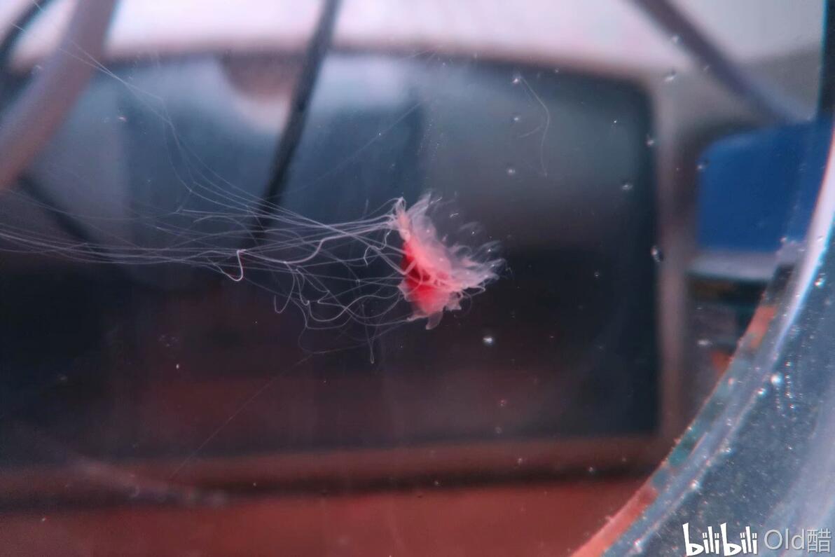 【水母科普】常见9种大型水母 - 哔哩哔哩