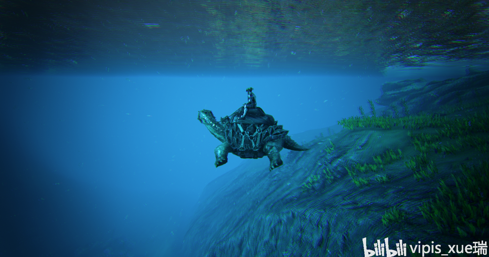 淡水碳龟拥有很厚的龟壳,这个动物如其名移速很慢