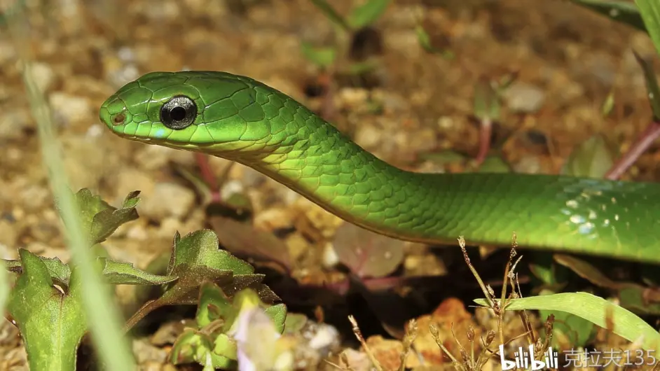 翠青蛇 野外高清图集 哔哩哔哩