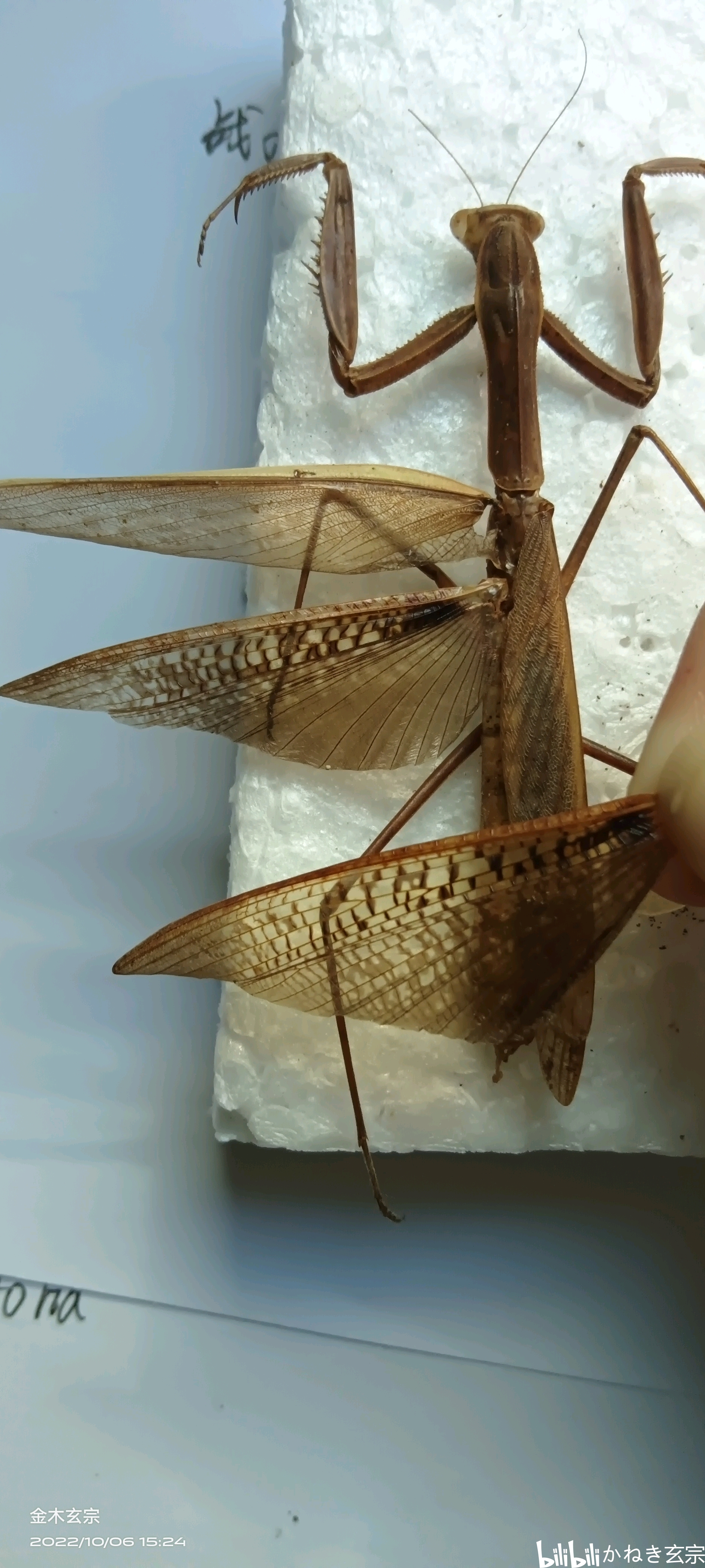 中华刀螳和枯叶刀螳的部分对比海南未定种刀螳 - 哔哩哔哩