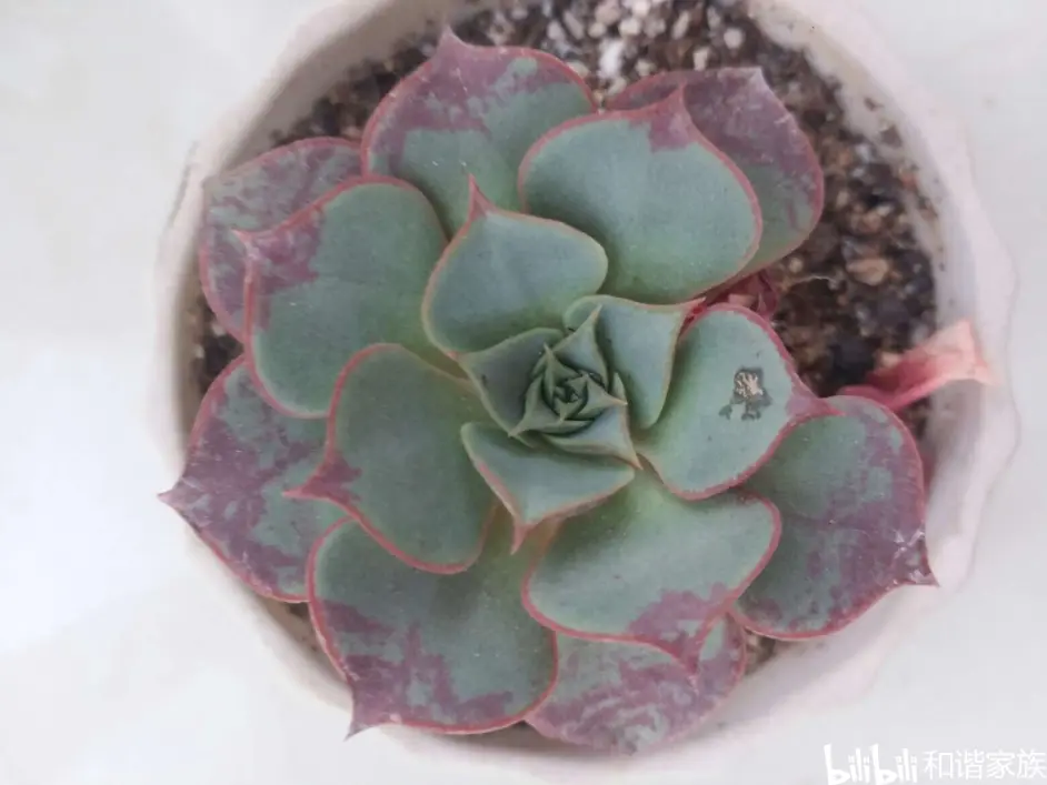 第7种多肉植物记录 阿兹塔罗西玛 拟石莲花属 哔哩哔哩