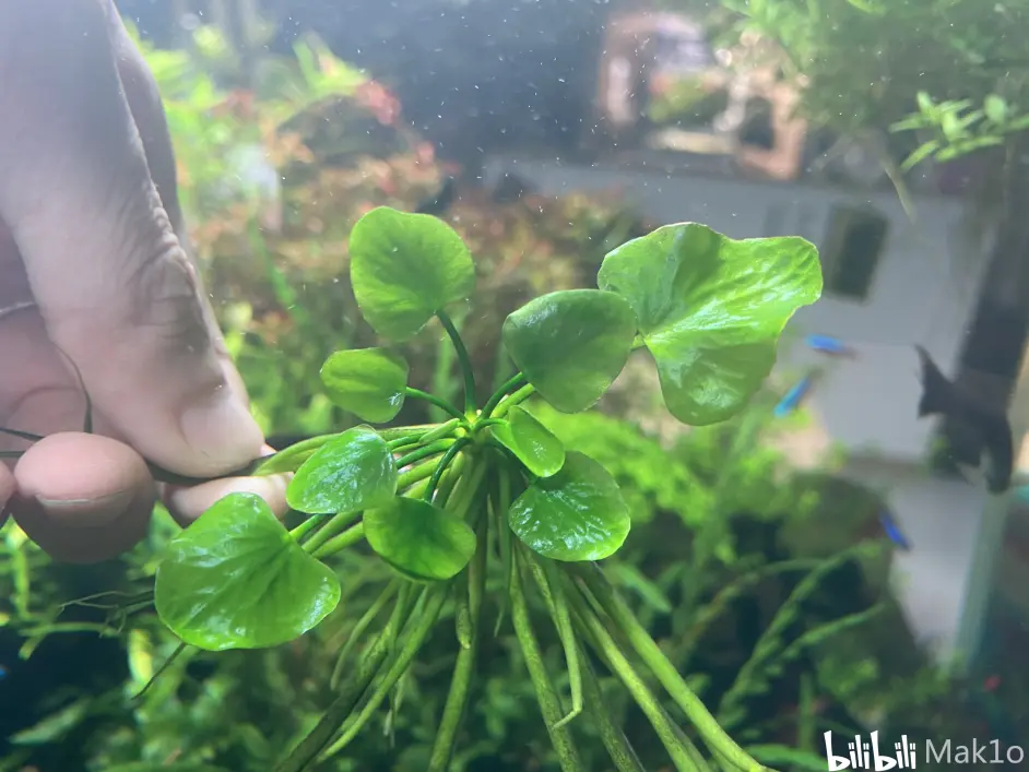 草缸水草简介 水面上的风景线 水上植物 哔哩哔哩