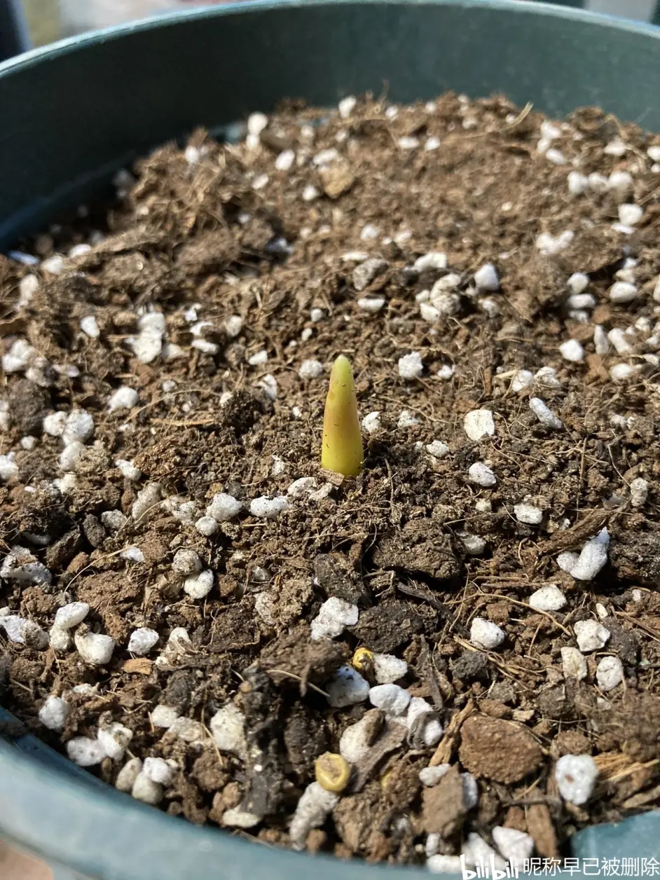 今年冬天第一次种下的球根 哔哩哔哩
