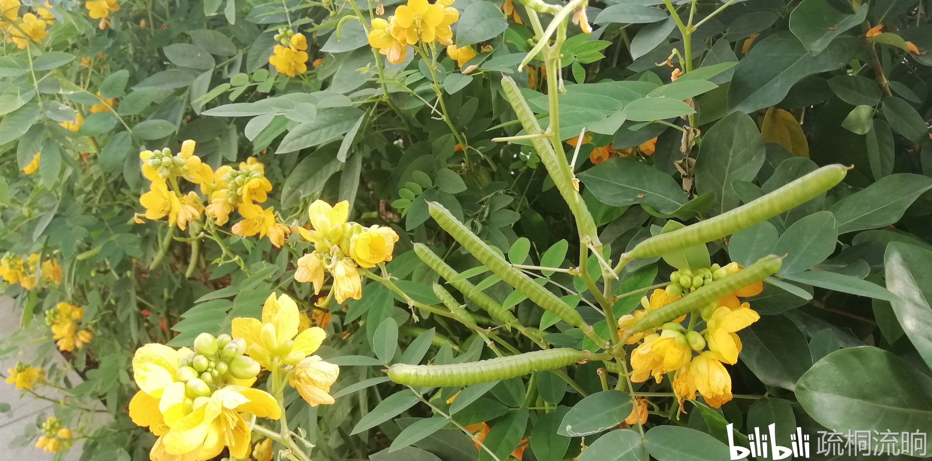 长江大桥头那颗"决明子"又开花了,只是故人已不在.