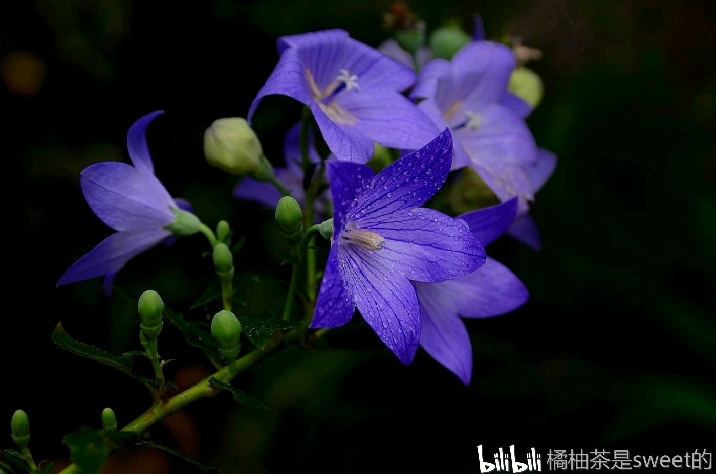 世界上花语最孤独的花图片