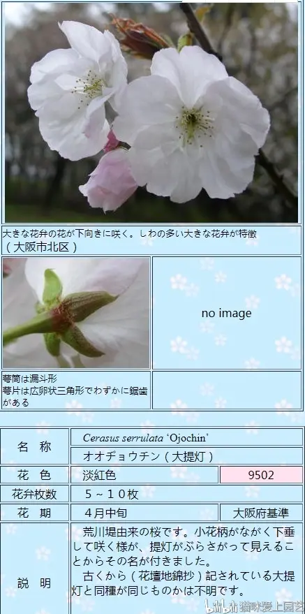 日本樱花品种图鉴介绍 一 哔哩哔哩
