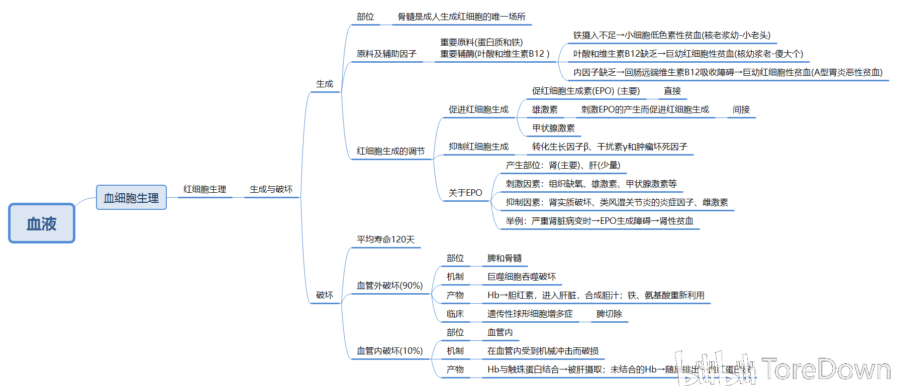 生理学思维导图完整版图片