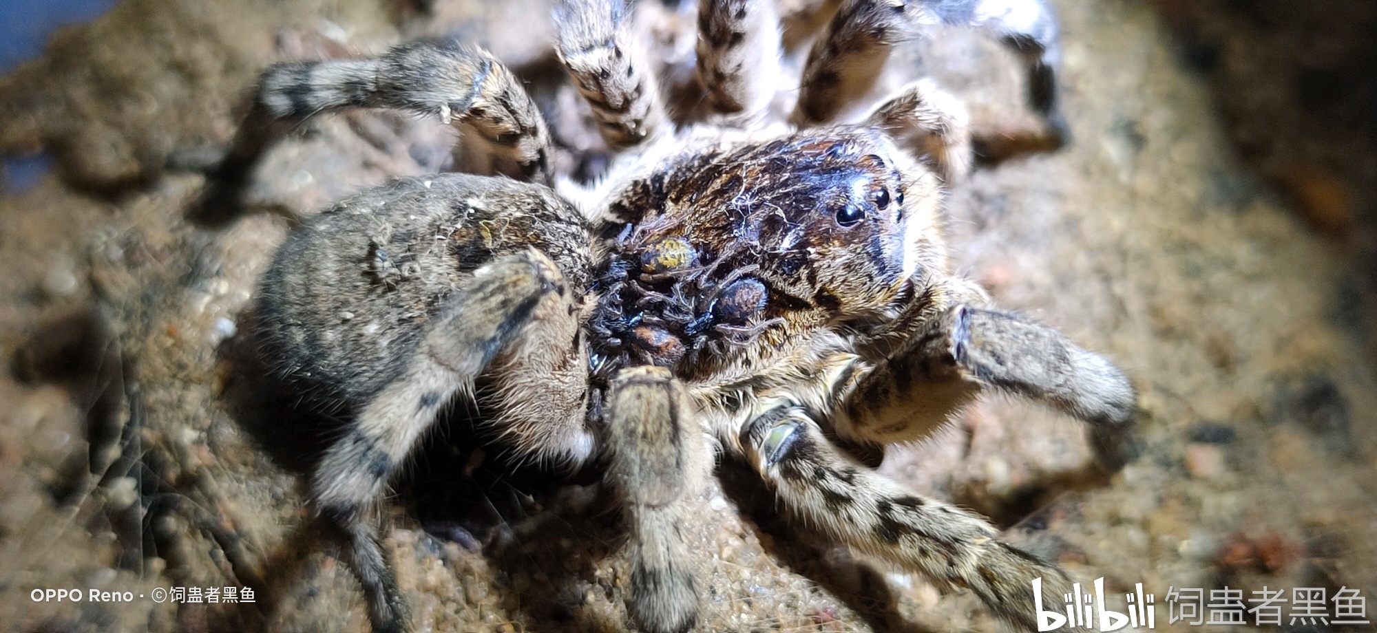 中华狼蛛 Lycosa shansia.