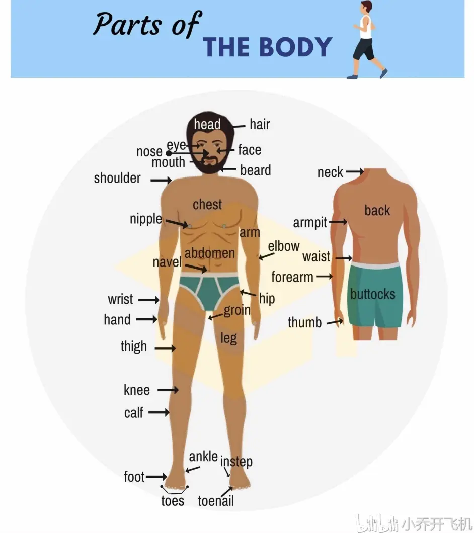 身体各个部位的英文parts Of The Body 哔哩哔哩